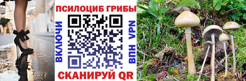 mega ССЫЛКА  наркота  Тетюши  Галлюциногенные грибы Psilocybe 